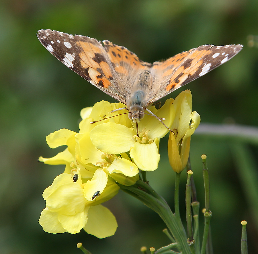 Mein erster Schmetterling