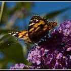 Mein erster Schmetterling