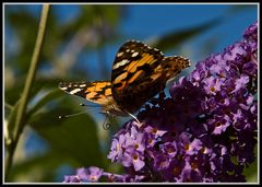 Mein erster Schmetterling