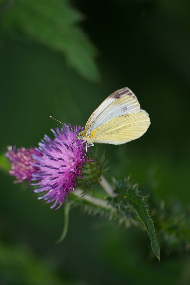 Mein erster Schmetterling