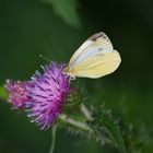 Mein erster Schmetterling