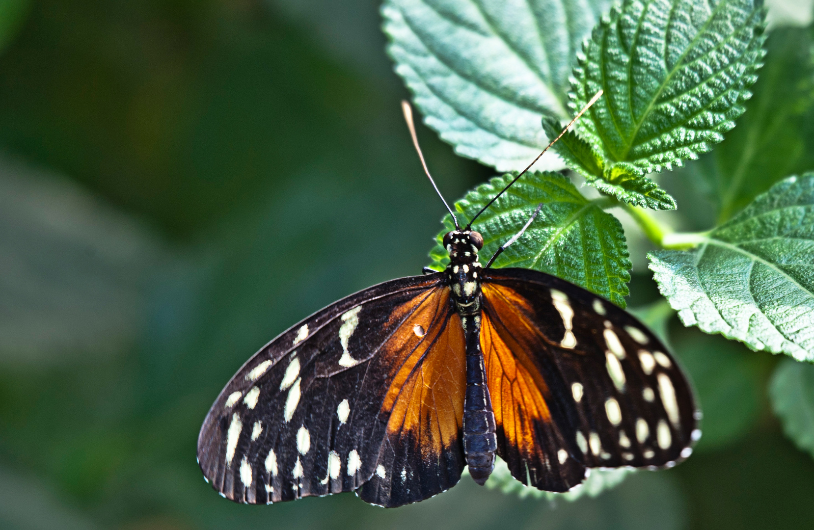 Mein erster Schmetterling!!!!