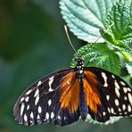 Mein erster Schmetterling!!!!