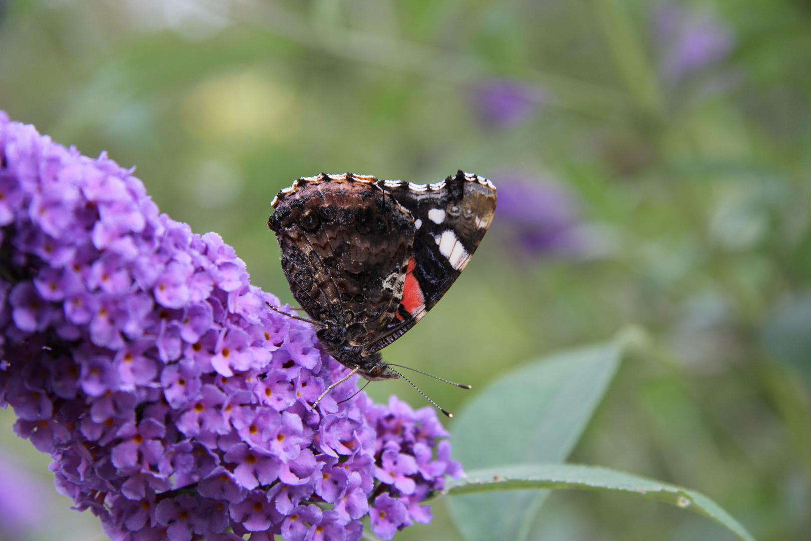 mein erster schmetterling :)