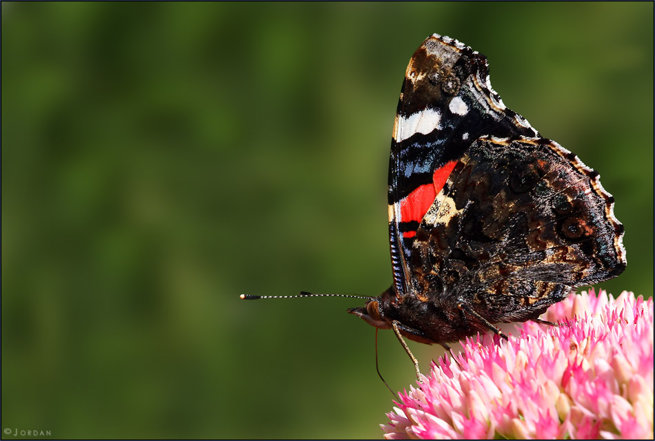 mein erster schmetterling