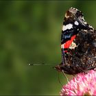 mein erster schmetterling