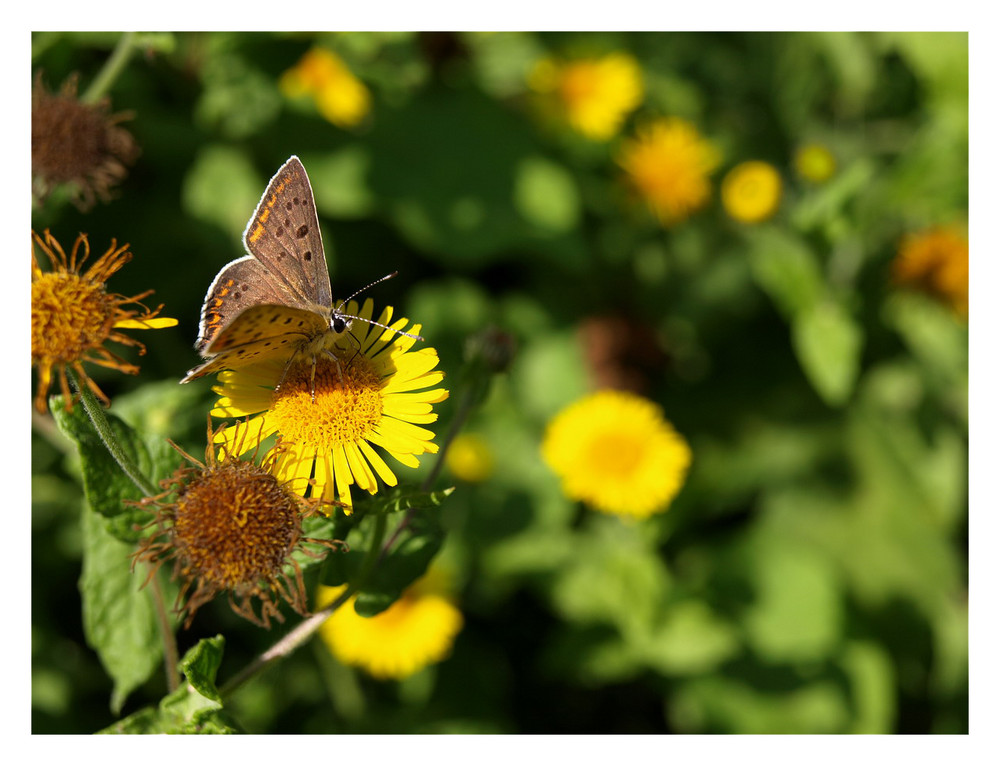 Mein erster Schmetterling