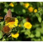 Mein erster Schmetterling