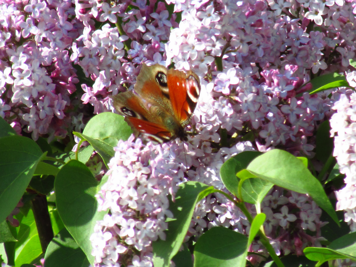 Mein erster Schmetterling