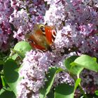 Mein erster Schmetterling