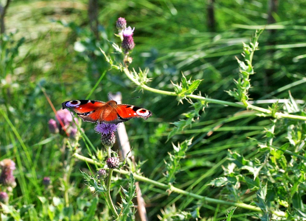 Mein erster Schmetterling