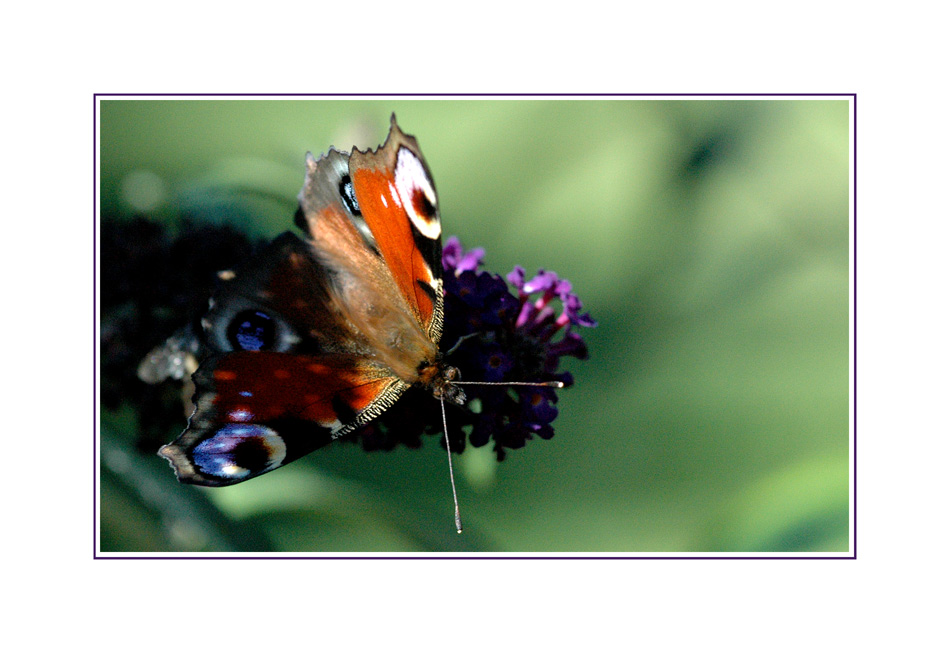 Mein erster Schmetterling