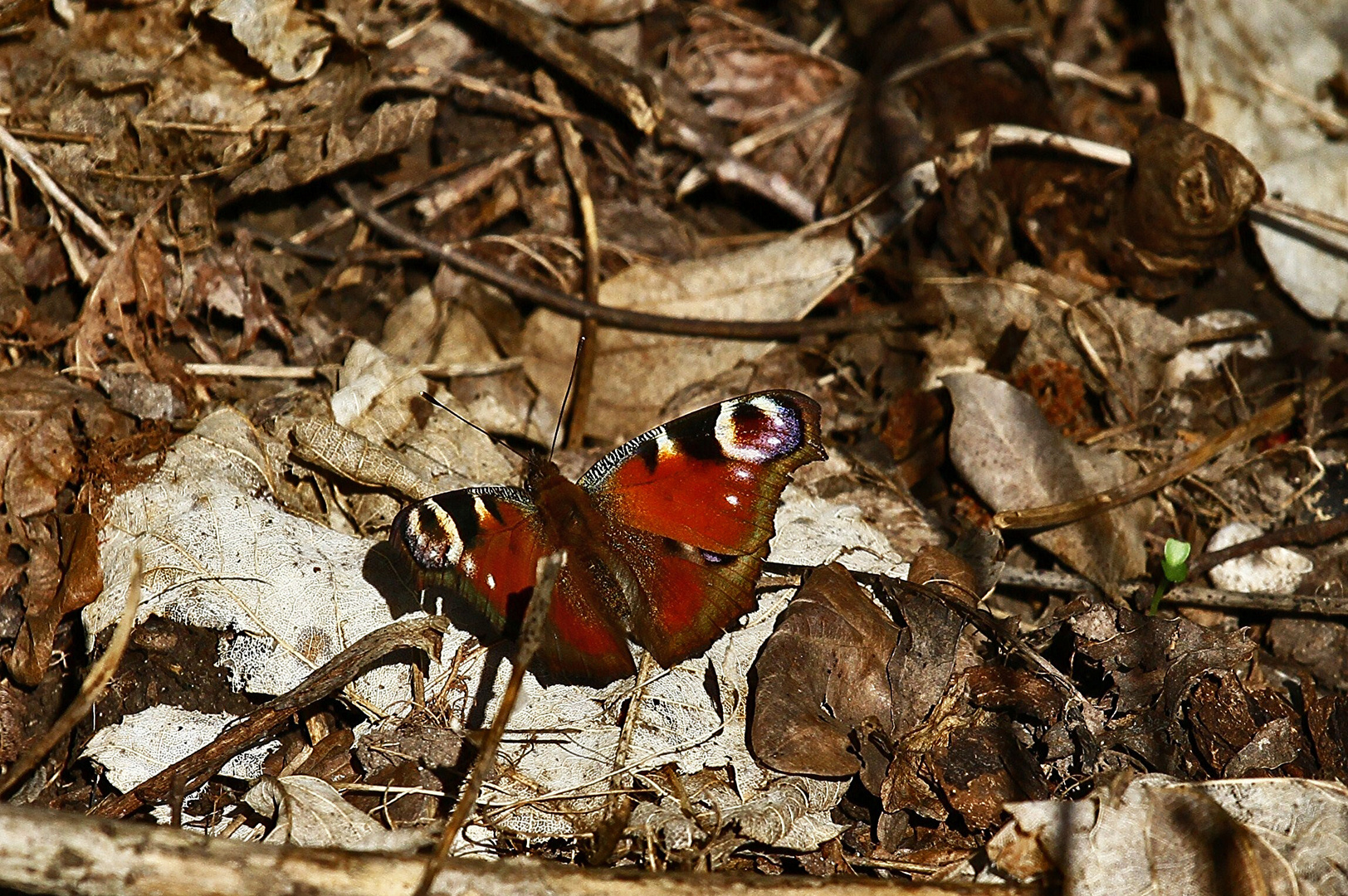 Mein erster Schmetterling...