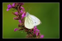 Mein erster Schmetterling