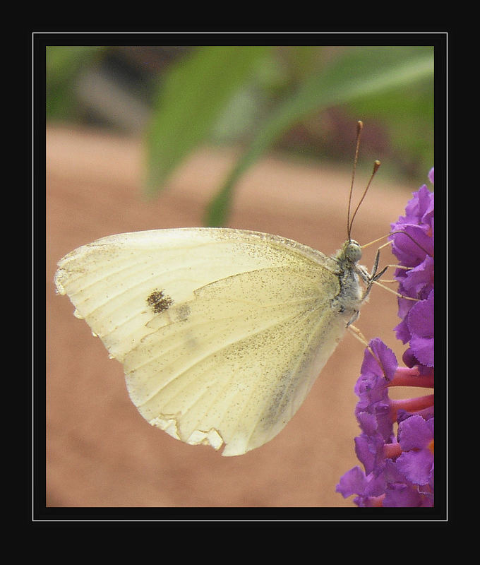 Mein erster Schmetterling