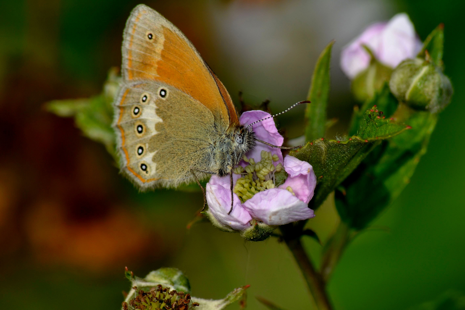 Mein erster Schmetterling