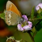 Mein erster Schmetterling