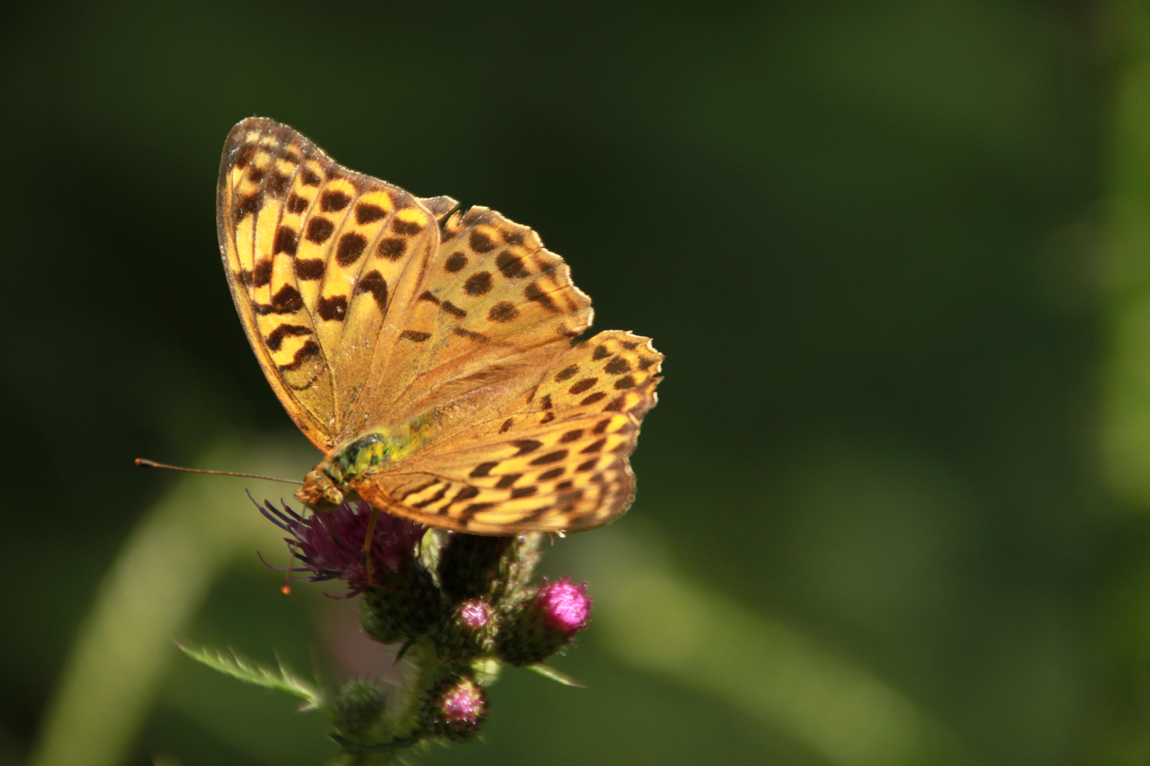 Mein erster Schmetterling