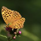 Mein erster Schmetterling