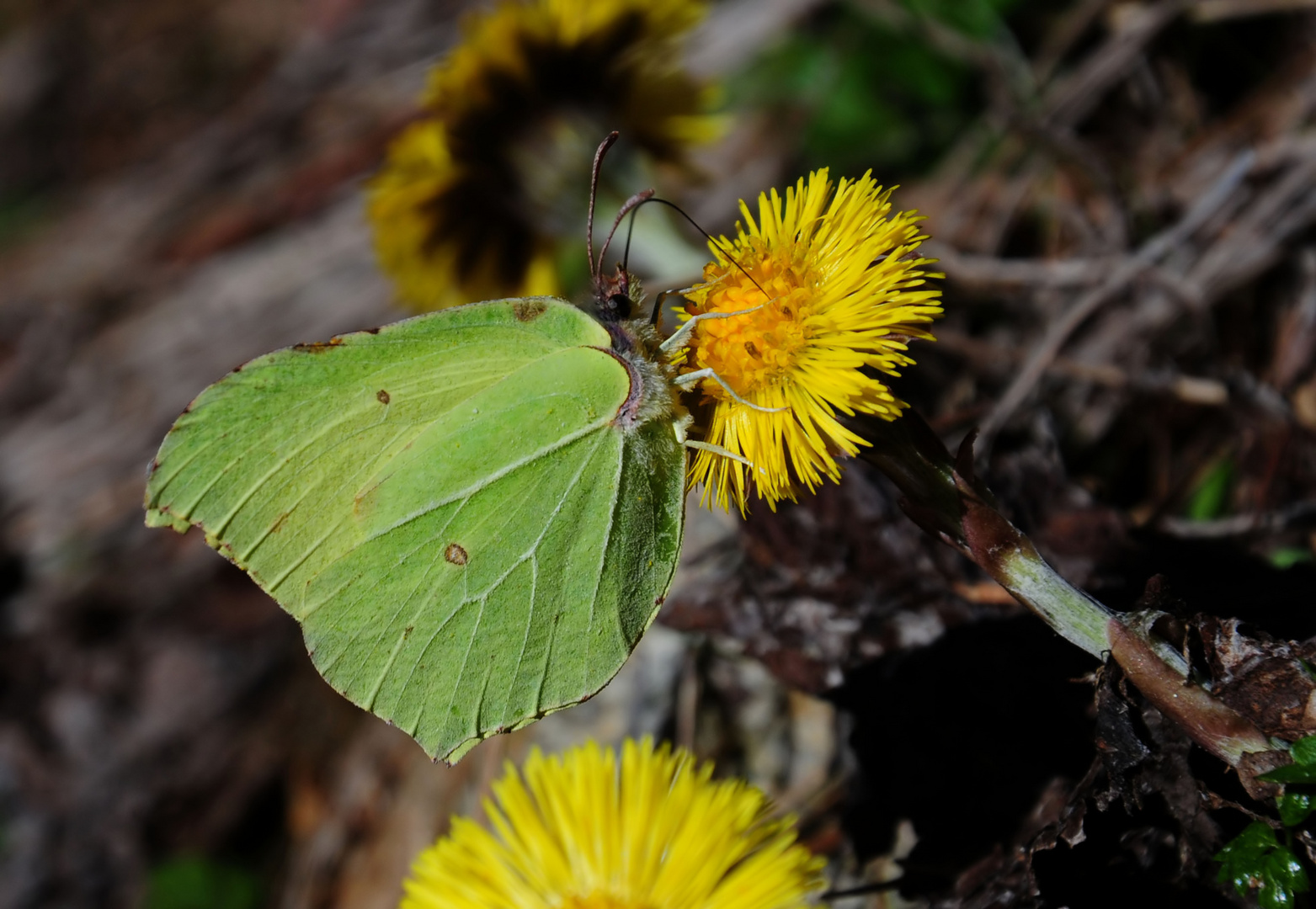 Mein erster Schmetterling,