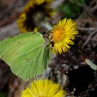 Mein erster Schmetterling,