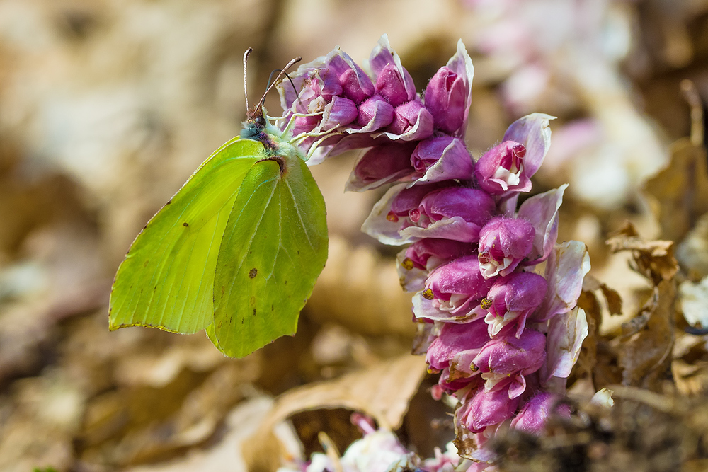 Mein erster Schmetterling