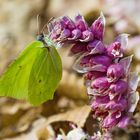 Mein erster Schmetterling