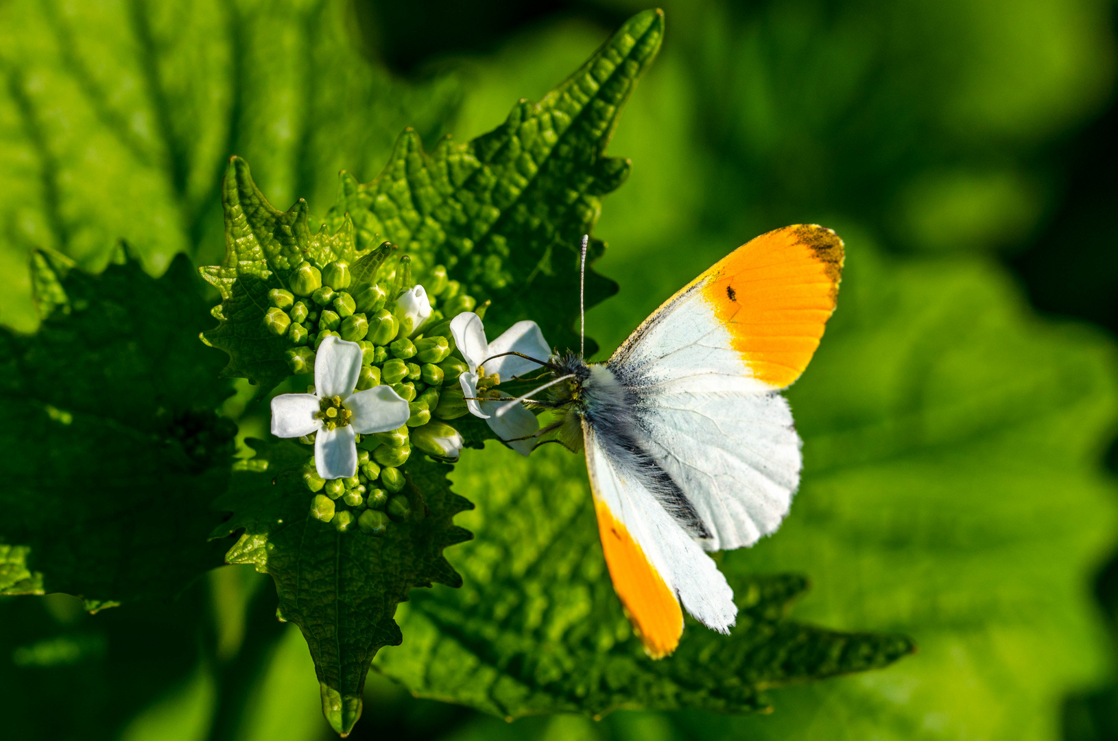 Mein erster Schmetterling (Aurorafalter)