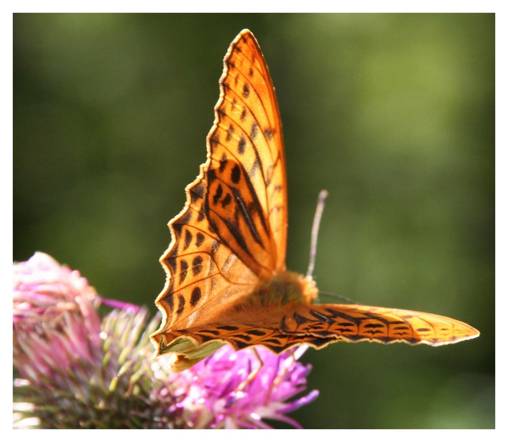 Mein erster Schmetterling