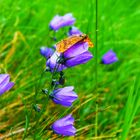 Mein erster Schmetterling (bearbeitet)