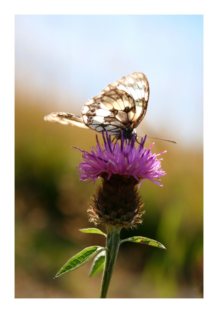 mein erster Schmetterling