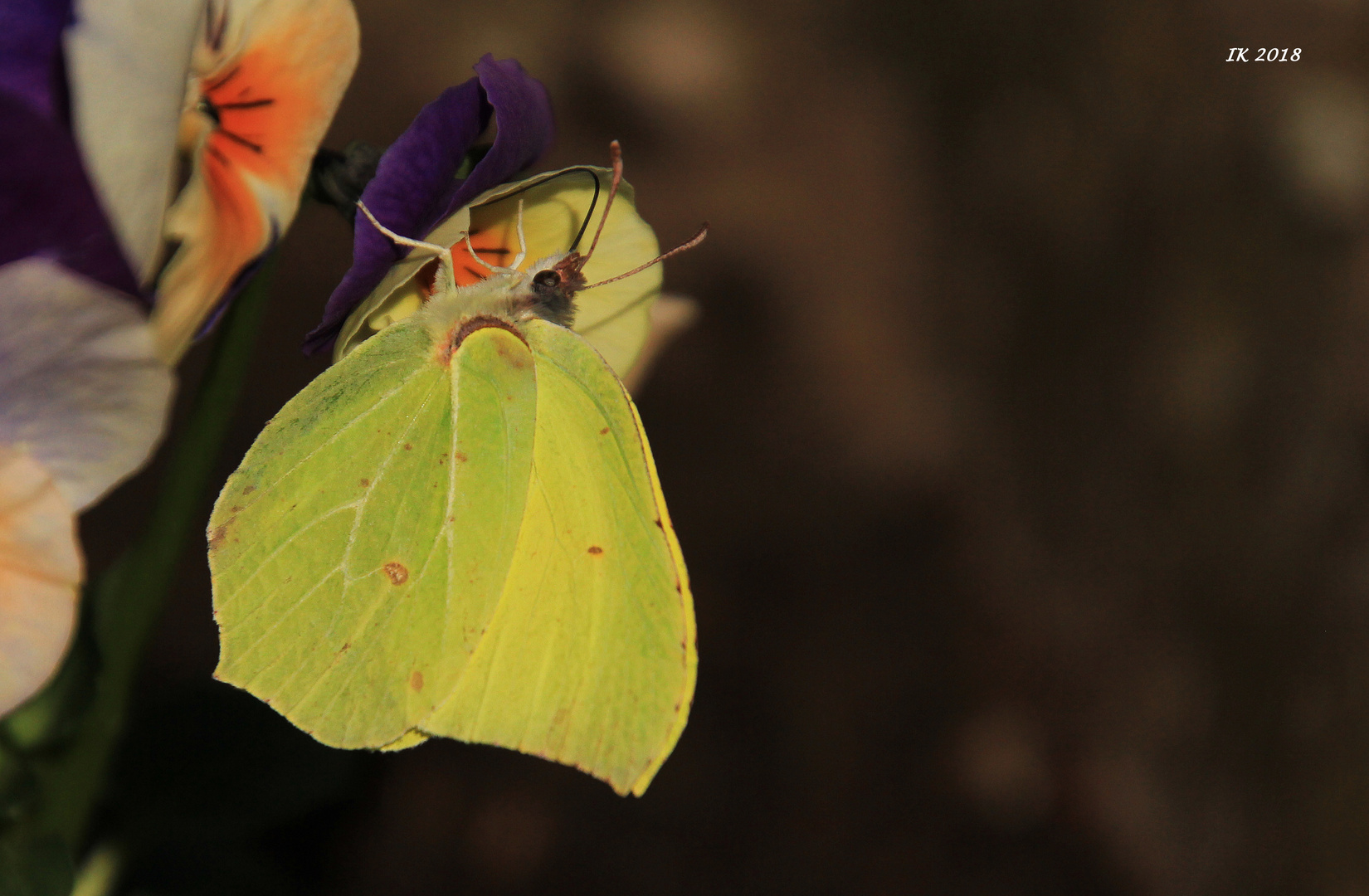 Mein erster Schmetterling......