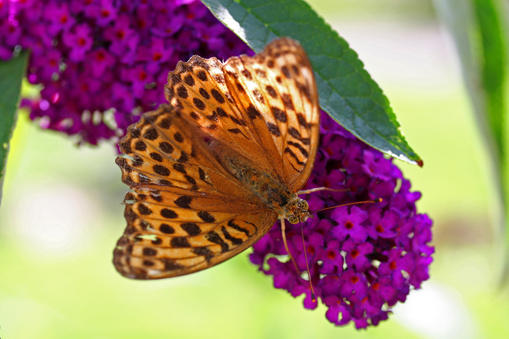 Mein erster Schmetterling