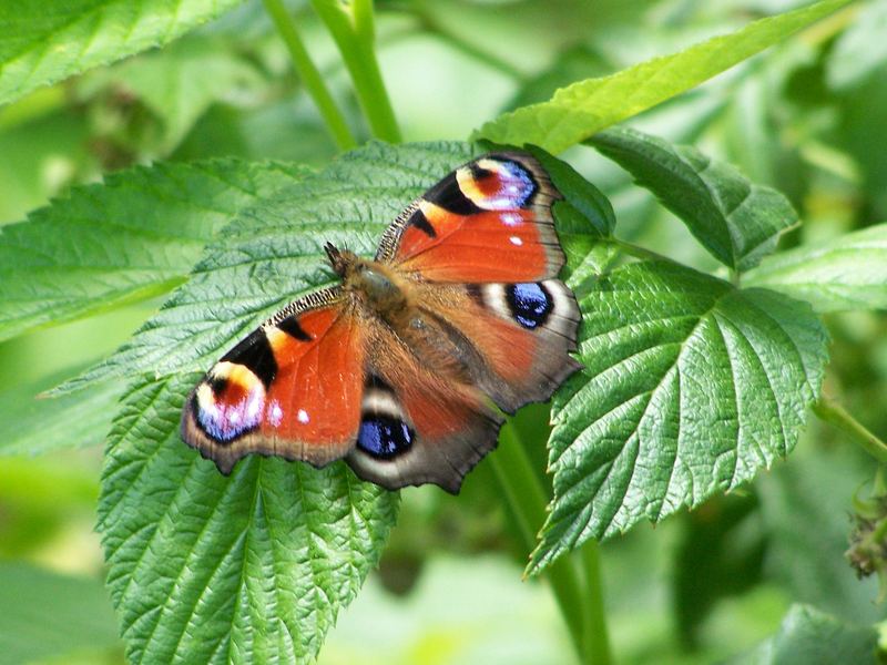 Mein erster Schmetterling