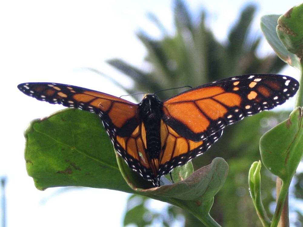 Mein erster Schmetterling