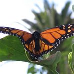 Mein erster Schmetterling