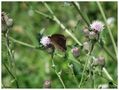 Mein erster Schmetterling von Ilona- Floh 