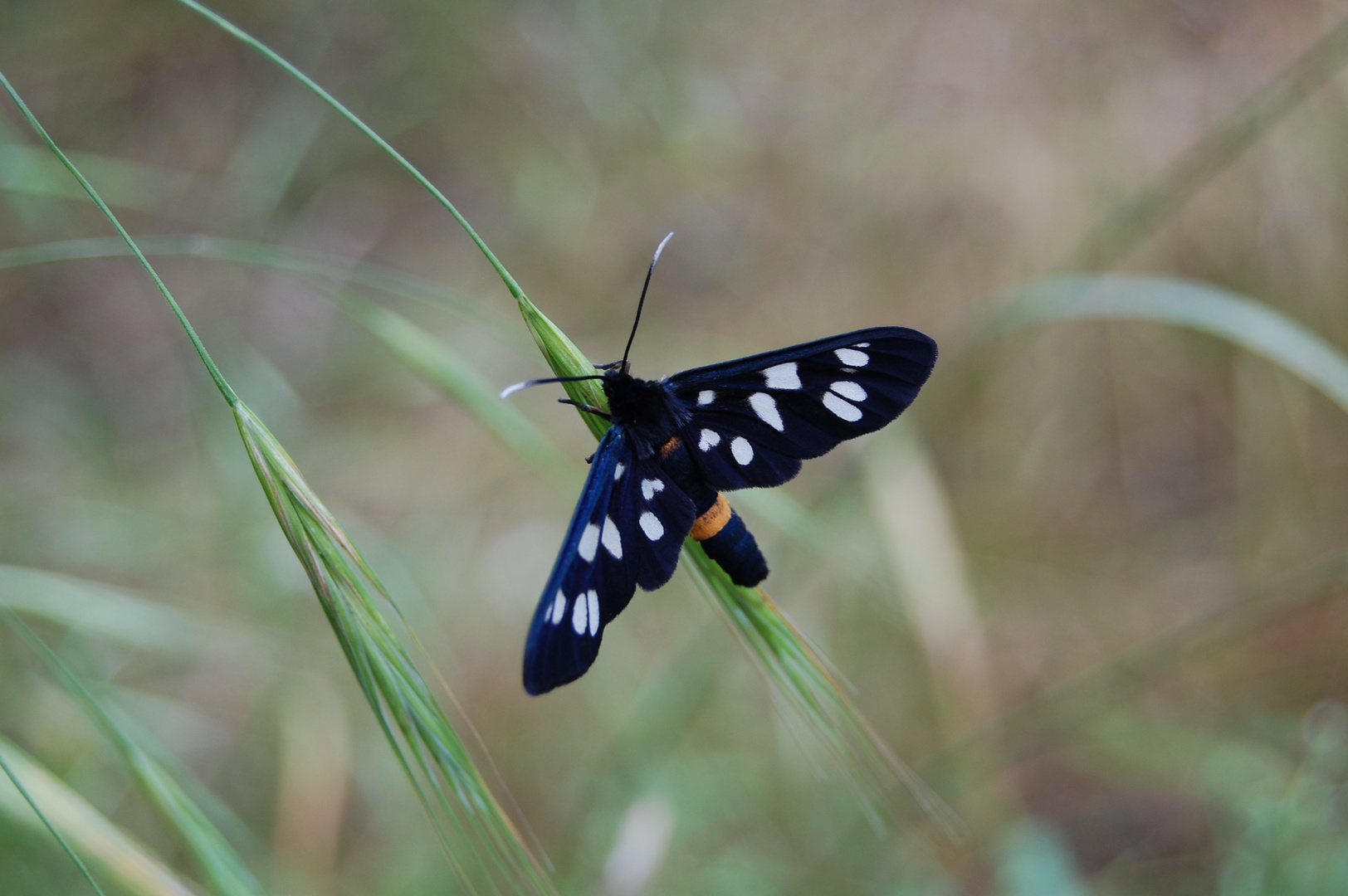 Mein erster Schmetterling