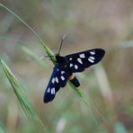 Mein erster Schmetterling