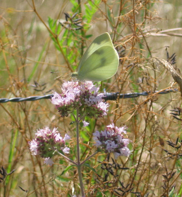 Mein erster Schmetterling...