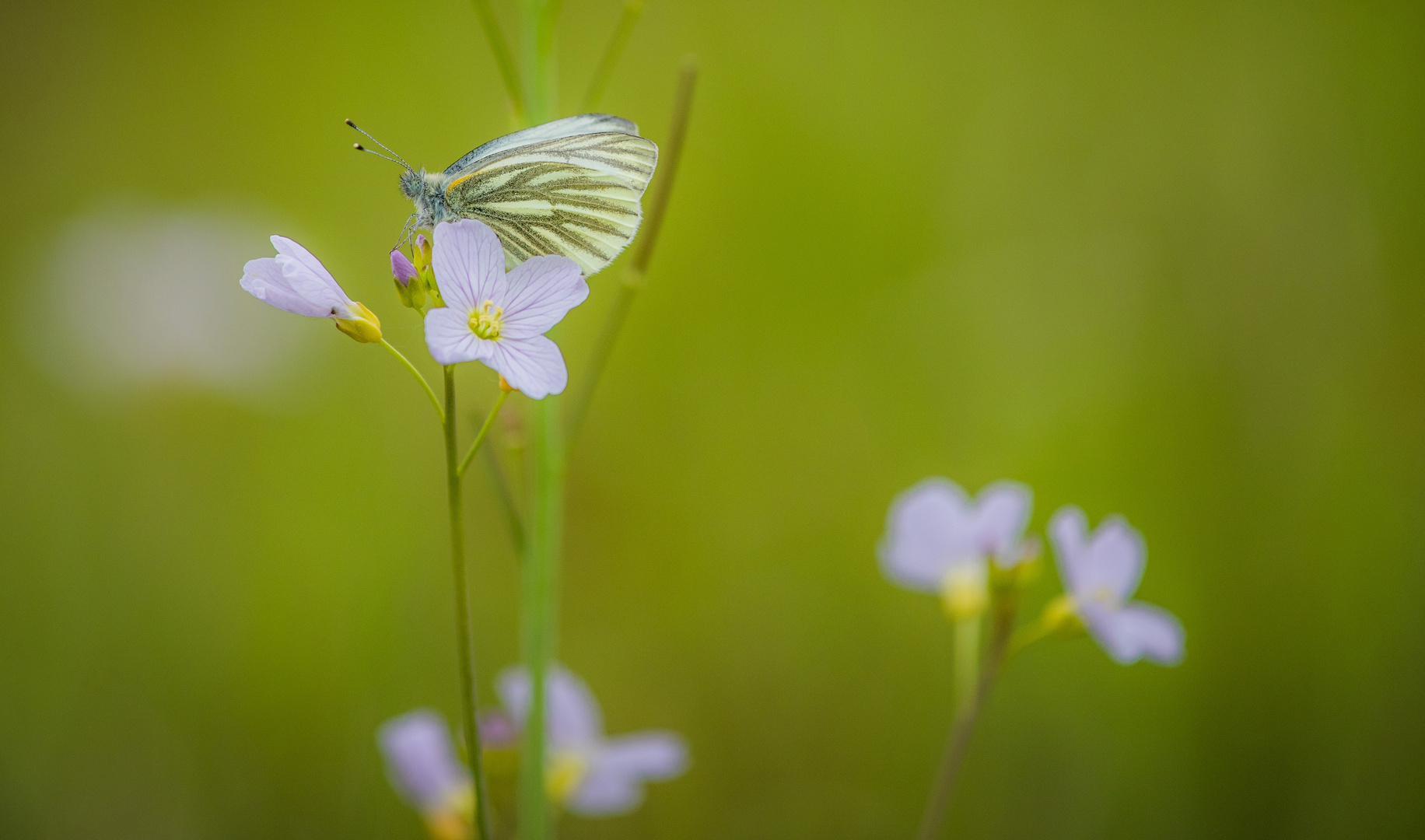 Mein erster Schmetterling dieses Jahr