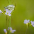 Mein erster Schmetterling dieses Jahr