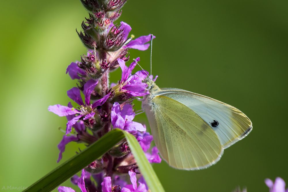 Mein erster Schmetterling