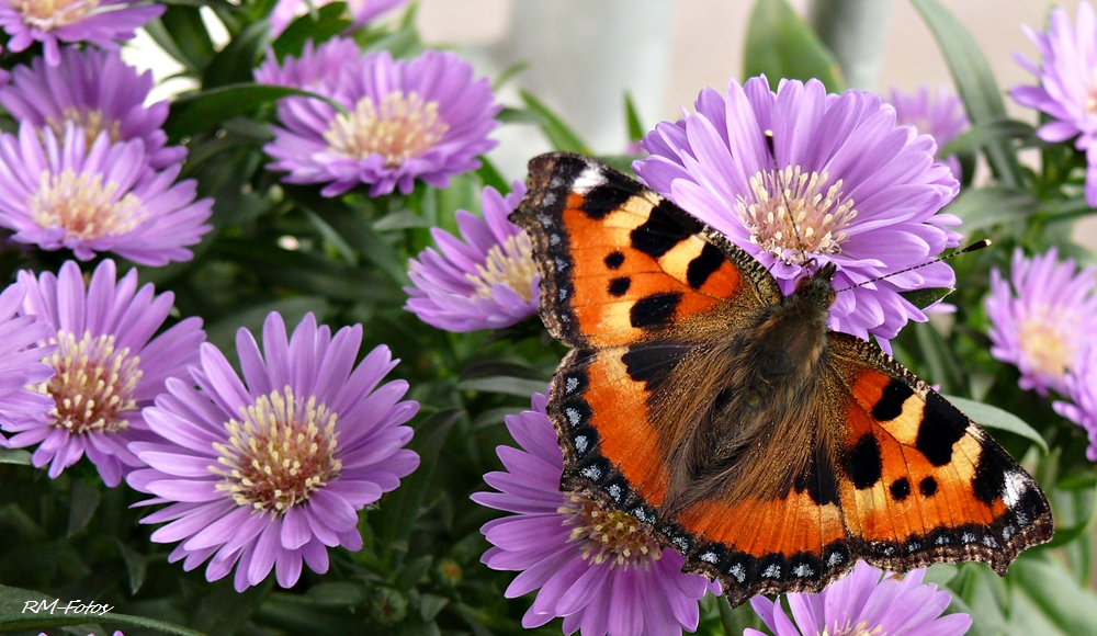 mein erster Schmetterling