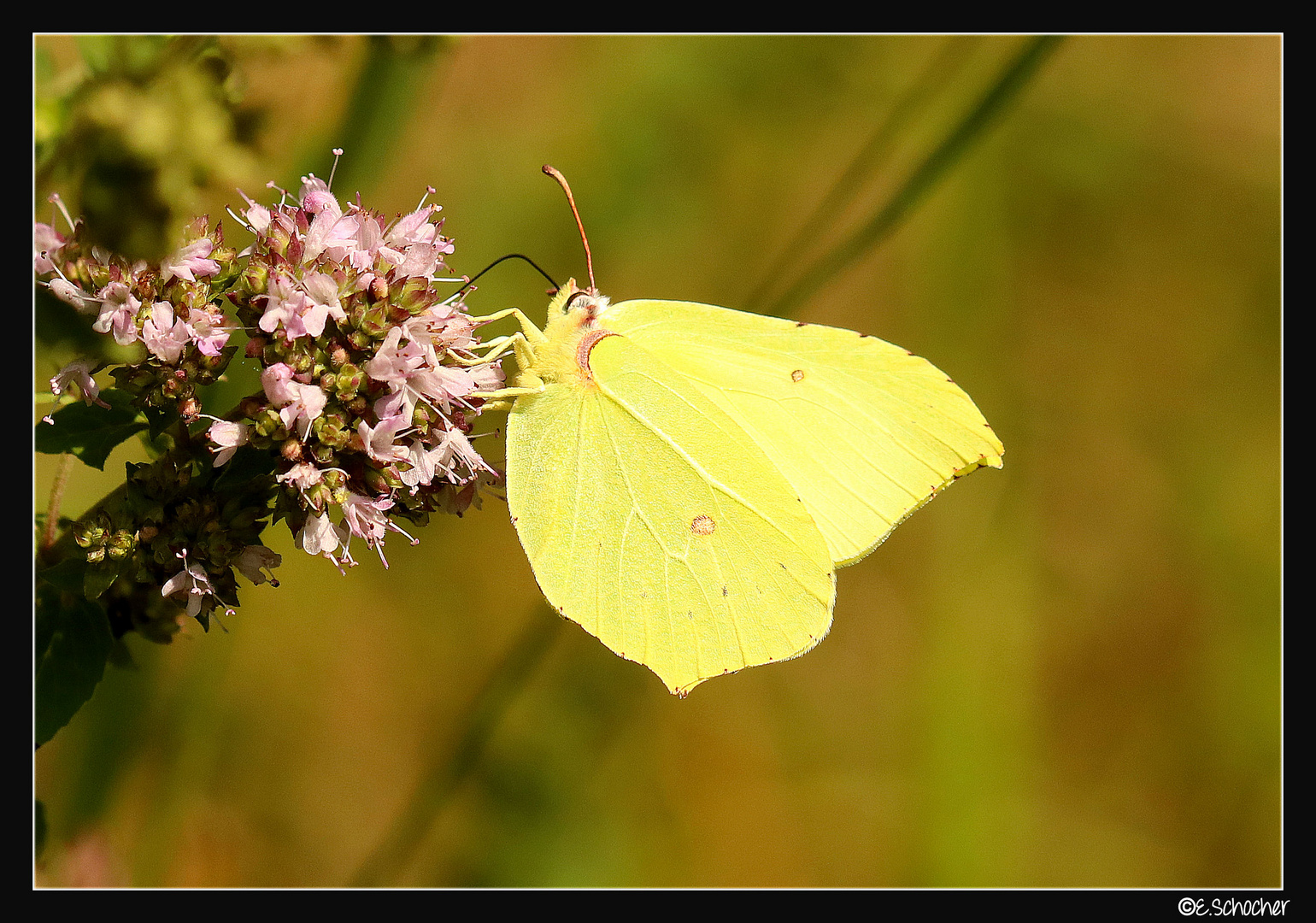 Mein erster Schmetterling.. 