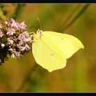 Mein erster Schmetterling.. 