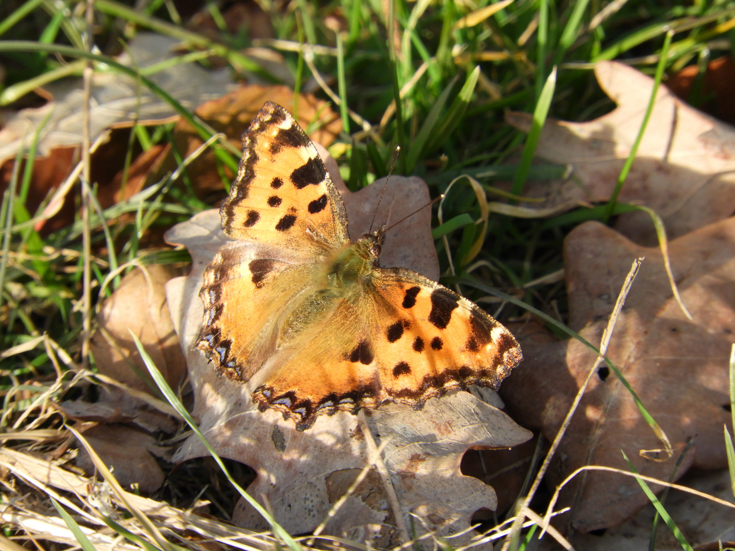 Mein erster Schmetterling für dieses Jahr