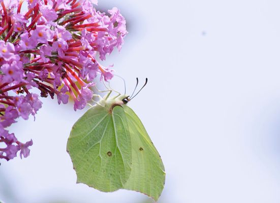Mein erster Schmetterling im Spätsommer 