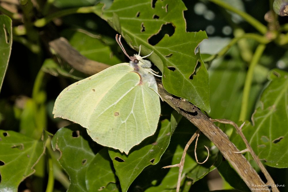 Mein erster Schmetterling in 2022... 