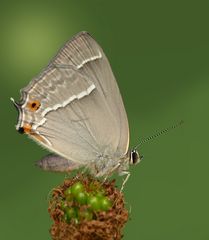 Mein erster Schmetterling in diesem Jahr